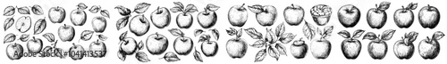 Monochrome bundle of drawings of whole apples, slices, twigs, and flowers. Hand-drawn texture of juicy fruit on white background.