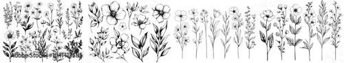 Flowers, flowering plants, and wild herbs hand drawn on white background with black contour lines. Elegant botanical decoration. Hand drawn illustration.