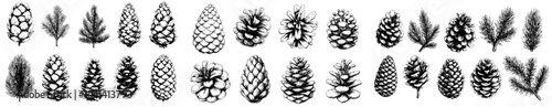 Handdrawn cone shapes of evergreen coniferous trees - pine, spruce, larch. Elegant botanical illustrations. Bundle of contour illustrations isolated on white background.