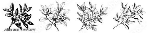 Detailed hand drawn illustration of mistletoe sprigs adorned with berries and leaves