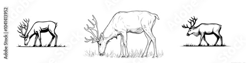 Drawing of eating forest herbivorous animals, side view. Monochrome modern illustration of grazing deer, reindeer, or stags on pasture. Drawing drawn with contour lines.