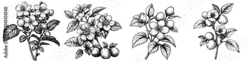 The outline drawings of potato plants show flowers, roots and tubers. The edible crop is illustrated with contour lines on a white background.