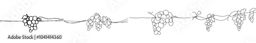 A continuous line drawing style of grapes on a white background. An illustration in a modern style.
