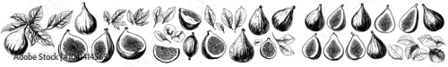 Ink illustrations of fig tree fruits, whole and sliced. Monochrome drawings of fig leaves, twigs, and leaves. Sweet exotic fruits on white background.