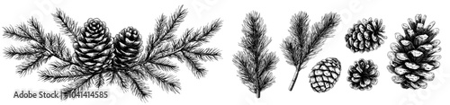Modern illustrations of hand drawn fir branches. A pack of Christmas tree branches. Pine cones isolated on a white background. Botanical elements realistic drawing. Monochrome floral items.