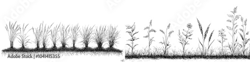 Growth of rice plants. Sketch life stages of farm cereals. Hand drawn spikelets in soil. Modern concept of grains increasing.