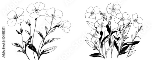 Two branches of rape plants with yellow-colored canola flower and outline. Hand-drawn contoured floral elements in retro style. Botanical modern illustration isolated on white.