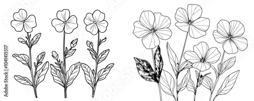 Printed botanical modern illustration isolated on white background with yellow canola flowers and sketch of rapeseed. Two buds on rape plants with colza or mustard buds. Printed contoured floral