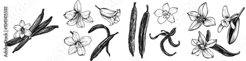 Set of vanilla flowers and beans. Hand drawn sketch style vanilla aroma pods. Isolated white background. Modern illustrations.