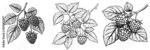 Inset of Rubus idaeus in hand-drawn form on white background. Plant sketch in vintage style. Isolated illustration of Rubus idaeus.