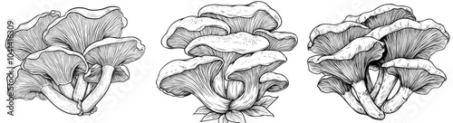 A hand drawn illustration of black trumpet mushrooms, also known as chanterelle mushrooms