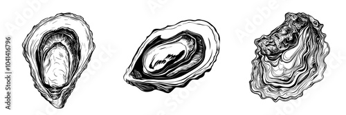 Stylish sketch ink hand drawing of a seashell.