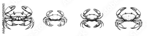 A diving crab with thick exoskeleton and pincers, isolated as a monochrome sketch icon. Fresh or boiled, a diving crab with thick exoskeleton and tiny pincers.