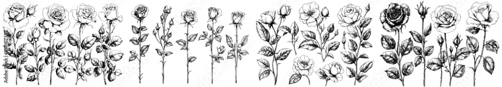 Hand drawn sketchy set with roses and leaves. Vintage style flowers and leaves. Colors can be changed. Hand drawn sketchy set with roses and leaves. Vintage style flowers and leaves. Colors can be changed.