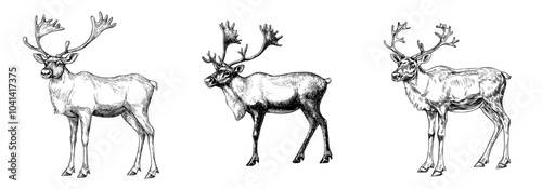 Ink sketch of Raindeer isolated on white background. Contemporary illustration of wild stags. Vintage engraving of north raindeer.