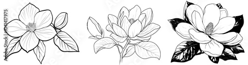 Flowers of the Magnolia tree. Colorful monochrome, twig blossoming magnolia tree illustration.