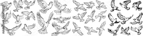 An outline of a bald eagle bird collection isolated on white background