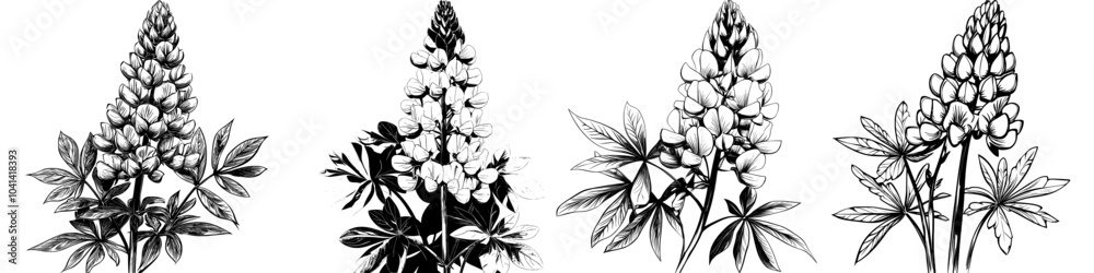 Obraz premium Black and white with line art on white backgrounds. Hand drawn botanical illustrations. Lupine flower drawings, buttercup, paigle, crowfoot, ranunculus.