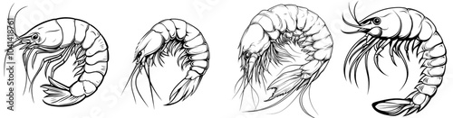 Isolated black illustration of shrimps for menus of seafood restaurants, for packaging in fish markets and shops. Modern engraving illustration for packaging.