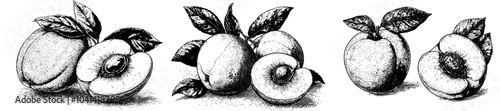 The outline of an apricot is in an etched engraved style, composed of half-cut fruit, seed, and leaf. An etched engraved handdrawn retro modern illustration on white background.