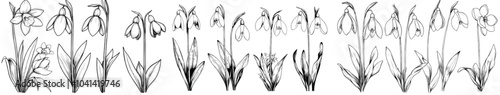 Wild flowers modern illustration with snowdrop flowers set.