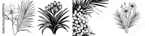 Illustration of a hand drawn Serenoa repens, also known as Saw Palmetto. A modern botanical illustration in black and white.
