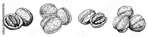 Illustration of walnut nut sketched by hand