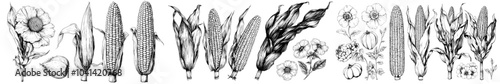 An illustration set of grain plants, corn cobs, and sketch popcorn in modern style with an engraving of maize plants