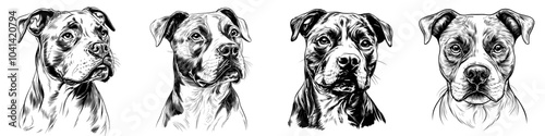 The American Staffordshire portrait is drawn by hand in pen and ink and is isolated in white. An engraving vintage style illustration can be used for prints, tattoos, and t-shirts.