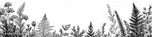 Border with fern and eucalyptus leaves. Flower overlay backdrop. Trendy greenery outline outline hand drawn modern illustration isolated on transparent background.