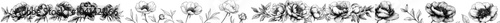 A set of hand-drawn outlined drawings of peony blossoms. Beautiful botanical illustration with etched and engraved details. Abstract contoured illustration on white.