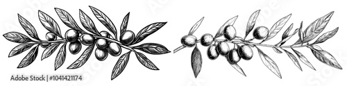 The set consists of four hand-drawn olive branches. Olive branches with hatching and black outline. Modern illustration of olive on a transparent background.