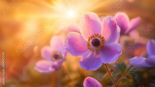 Close up macro of stunning anemone flowers under rays of sunset creating a delightful airy atmosphere with golden sunlight glimmers