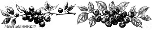 'Cranberry' hand drawn illustration. Pen-and-ink drawing illustration of cranberry plant. Illustration of herbal concept.
