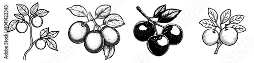 Graphite engraving of a Cumquat fruit, monochrome, isolated