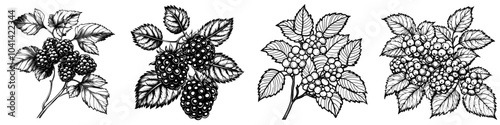 Drawing of a Boysenberry in monochrome with realistic tattoo outlines on a transparent background