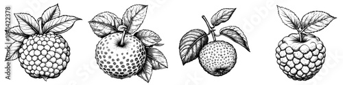 Monochrome engraving of a black custard apple