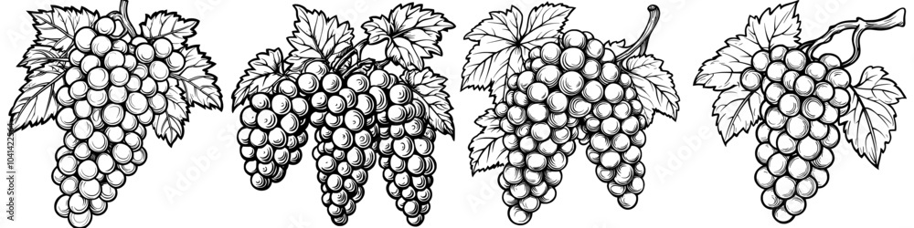 Obraz premium Hand drawn illustration of red grapes on a transparent background