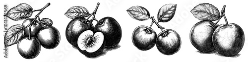 A realistic monochrome engraving of a Victoria Plum fruit