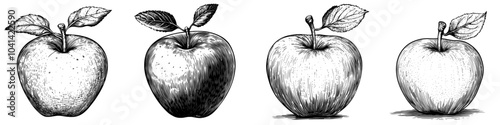 The outline of a red delicious apple painted realistically on a transparent background, a monochrome outline drawing