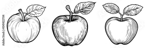 The York Imperial Apple is a realistic, ink sketch with a transparent background of the fruit outline