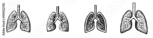 Isolated background with vintage lung illustration drawn in ink