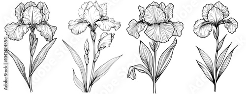 This is a black and white pixilated illustration of the iris cathartica. It is a branch of botanical collection simplicity shot in ink and pencil.