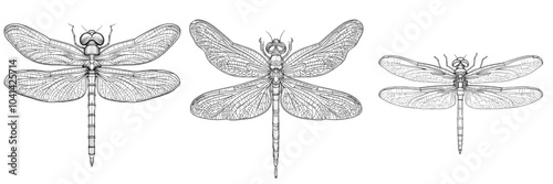 Dragonfly flying in a summer wind on white background. Damselfly line drawing in black. Top view. Monochrome insect for invitations, tattoos, and coloring books.
