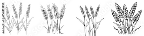 Isolated design of wheat ear and stalks monochrome outline. Set of spikelets rye and barley stems black and white silhouette, hand drawn with an ink pen for labeling, grocery, bakery design.