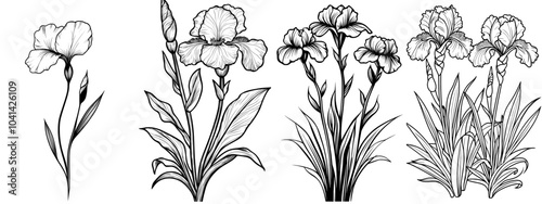 iris cathartica modern art, monochrome floral illustration. ink modern illustration hand drawn pencil sketch, part of the botanical collection. children's coloring book.