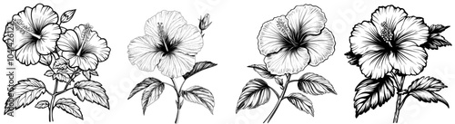Detail of a black and whitehibiscus flower sketch.