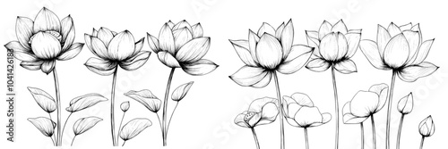 Monochrome blooming Lotus flowers with leaf line art black ink sketch. Water Lily isolated illustration painted by black inks. For posters, cards, coloring books.