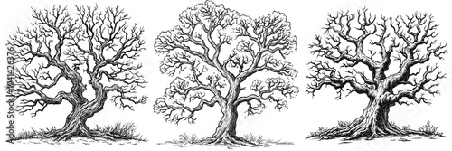 An illustration of a gnarled dry tree with curved branches. Hand drawn isolated graphics clipart with twisted trunk for creepy decor.