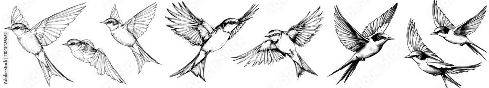 Obraz premium The line drawing of a bird illustrates the elements of a freehand pen drawing. The drawing of the swift, with the open wings, is doodled in freehand pen style. The coloring book for adults